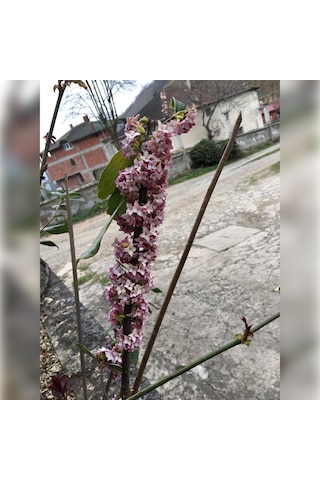 Kafkas Gülü Daphne Kokulu 40-60 Cm