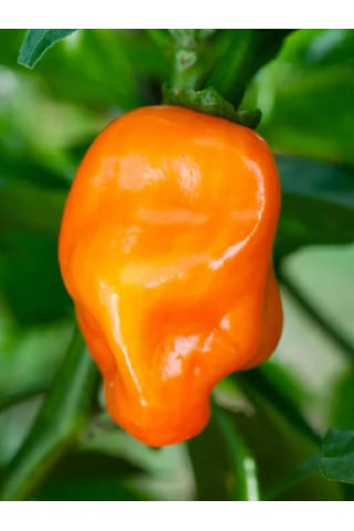 Francısca Habanero Pepper / 400.000 Scoville - Gerçek Taze Acı Biber