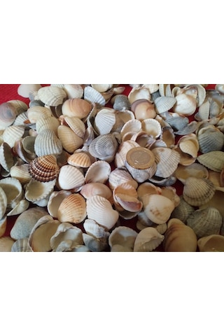 Deniz Kabuğu Kiloluk Deniz Kabuğu 5 Kg Deniz Kabuğu Deniz Kabuk