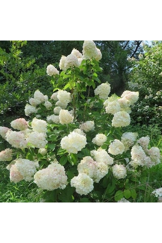Soğuklara Dayanıklı Hydrangea Anomala Silver Dollar Ortanca Fidanı