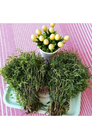 Naturel Zahter Kekiği Tohumu 200 Tohum