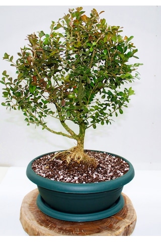 BONSAİ BUXUS - 7 YAŞINDA HEDİYELİK BONSAİ