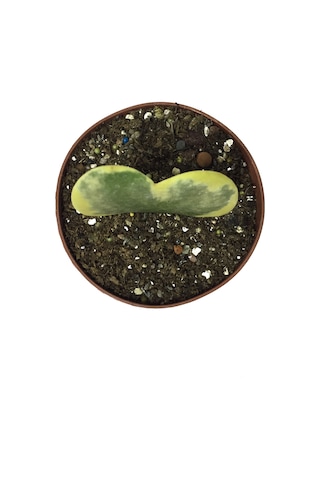 Hoya Kerrii 'Variegata' (Mum Çiçeği) Ø5,5 CM Y0-10 CM
