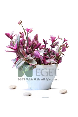 Pembe Telgraf Çiçeği Tradescantia Nanouk 2lt