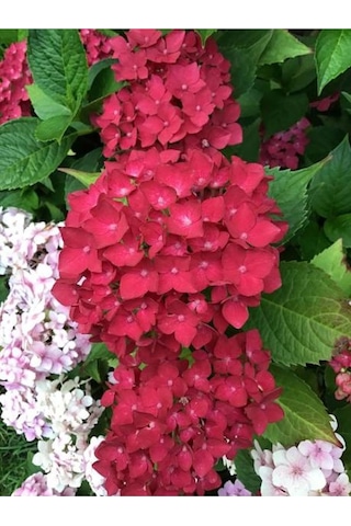 4 Adet Kırmızı,pembe,mor,beyaz Ortanca Çiçeği Fidanı 20-35 Cm Tüplü Çiçekli Bodur Hydrangea
