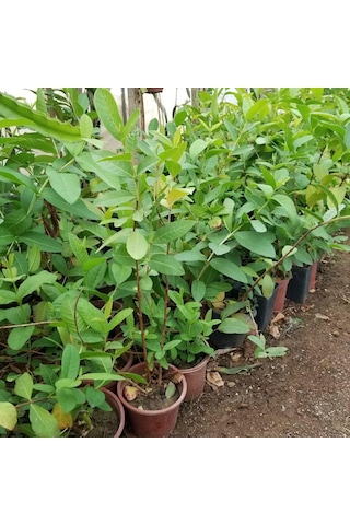 Bodur Kırmızı Guava Fidanı, Torbada
