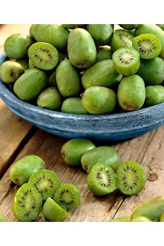 Bahçevilya Mini Kivi Fidanı 1-2 Yaş Arası Tüplü