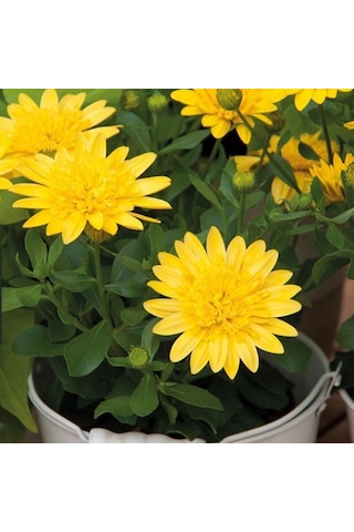 Erato Double Yellow Sarı Katmerli Bodrum Papatyası Çiçeği Fidesi 1 Adet