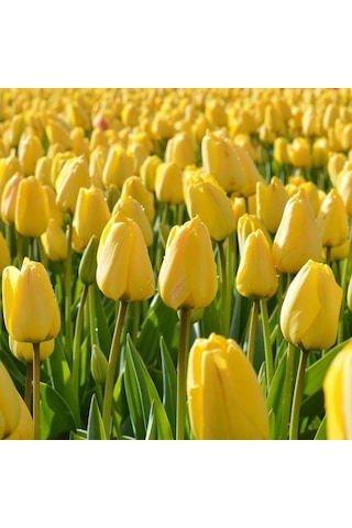 Golden Parade Lale Soğanı 5 Adet