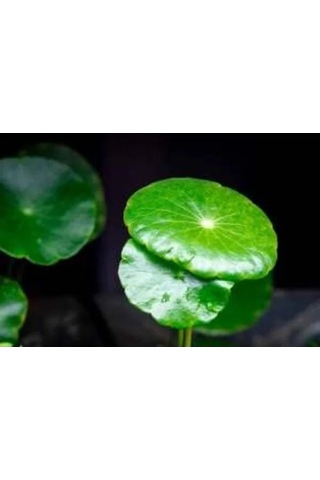Akvaryum İçin Kolay Bakım Sağlayan Canlı Hydrocotyle Verticillata Bitkisi