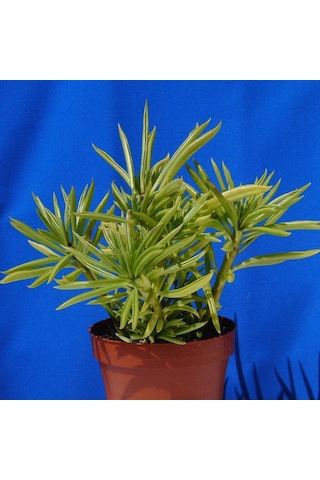 Senekio Barbertonicus Himalaya - 5 Adet Sukulent - Teraryum
