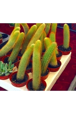 Serada Decor Plant Çiçek Açan Kaktüs Maymun Kuyruğu Hildewintera Aureispina Cactus Dolgun Formlu
