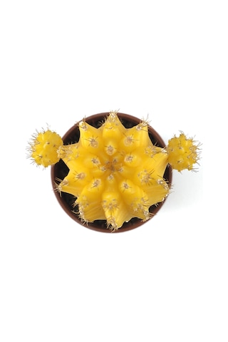 Gymnocalycium Mihanovichii 'Yellow' (Kaktüs) Ø5,5 CM Y0-10 CM