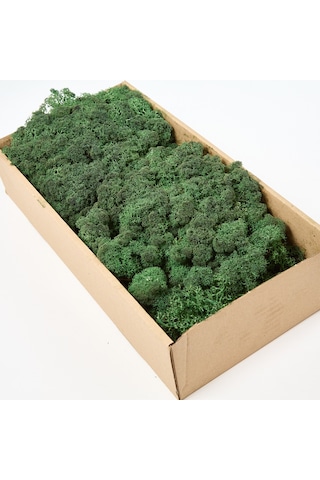 Trend Bahçe Reindeer Moss Dark Green Şoklanmış Norveç Yosunu 500 G