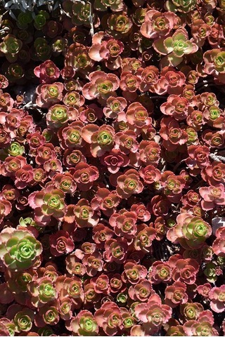Kırmızı Sedum 15 Adet - Yer Örtücü Çok Yıllık Bitki