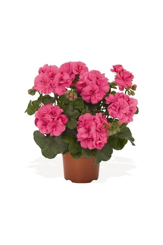 Canlı Saksılı Sardunya Çiçeği Fidanı Pembe 10-20 Cm Canlı Saksılı Sardunya Çiçeği Fidanı Pembe 10-20 Cm