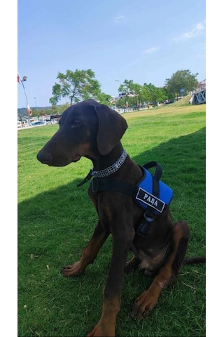 Kişiye Özel, Isimli K9 Köpek Tasması, Göğüs Tasması Mavi