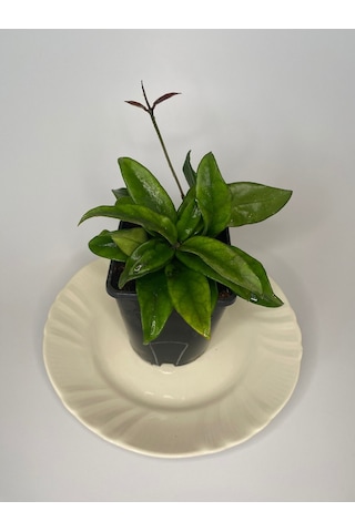 Hoya Dasyantha Kokulu Mum Çiçeği