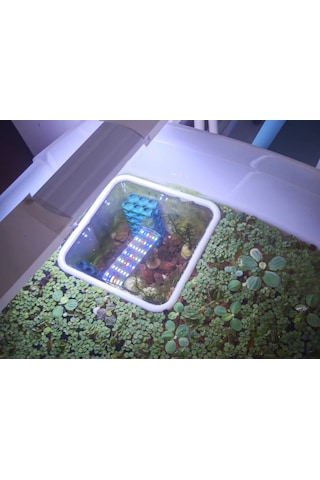 Pureysma Akvaryum Balık Besleme Halkası - 15x15 Cm Yüzen Kare Yemleme Alan