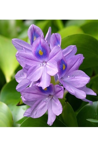 Su Sümbülü Su Üstü Bitkisi Çiçek Açmamış 1 Adet