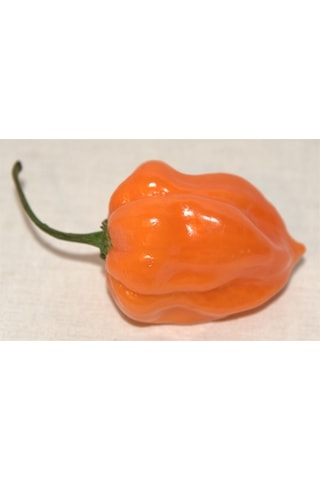 Turuncu Habanero Dünyanın En Acı Biber Tohumu 10+ Tohum