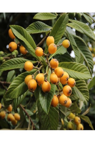 Tüplü Yenidünya Malta Eriği Fidanı 3 Yaş