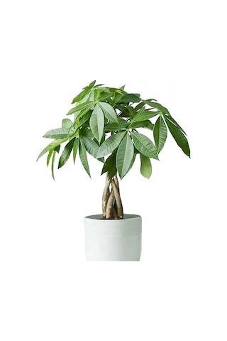 Para Ağacı – Pachira Aquatica 20- 30 cm
