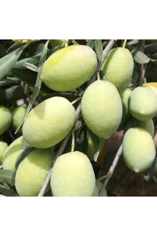 Ada Tarım 10 Adet Domat Zeytin Fidanı 2 Yaş 1 Metre
