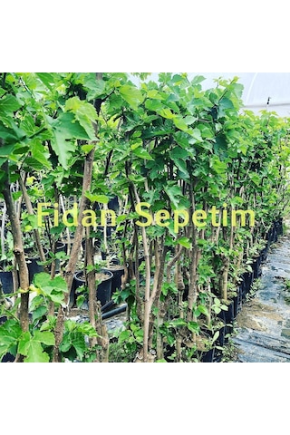 3 Yaş Aşılı Ekşi Kara Urmu Dut Fidanı