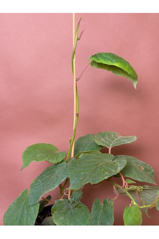 Dişi Kivi Actinidia Deliciosa 80 Cm Saksılı Meyve Fidanı