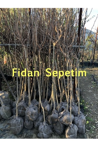 4 Yaş Aşılı Ekşi Kara Urmu Dut Fidanı N11.838