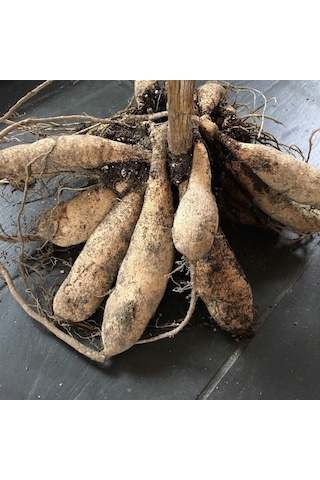 Dev Çiçekli Jil Dahlia Yıldız Çiçeği Soğanı Yumrusu 1 Adet