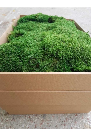 Şoklanmış Flatmoss. Kara Yosunu. Korunmuş Yosun 250 Gr.