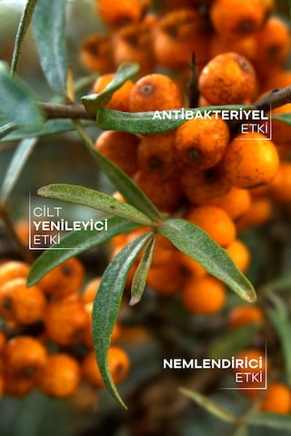 Tto Yabani Iğde Yağı 10 Ml