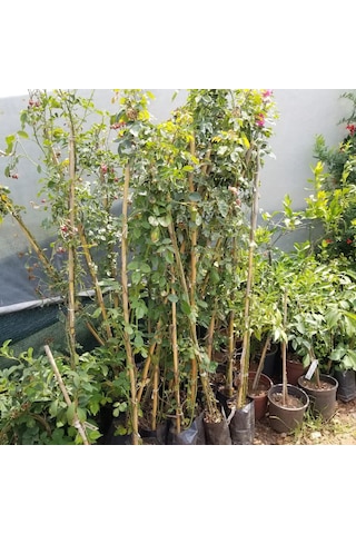 Tüplü Yediveren Antike 89 Kırmızı Beyaz Sarmaşık Gül Fidanı