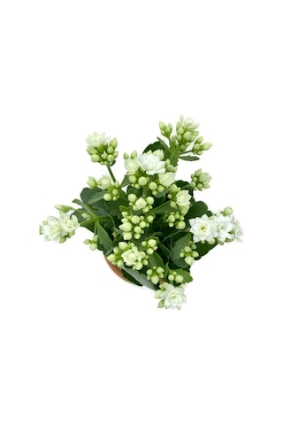 Kalanchoe Çiçeği Fidanı Beyaz 10-20 Cm