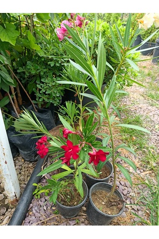 Yeşil Deniz Fidancılık Zakkum 40-90 CM