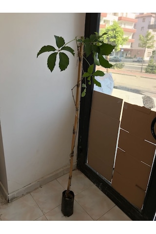 Ihlamur Fidanı Kokulu Ihlamur Fidesi