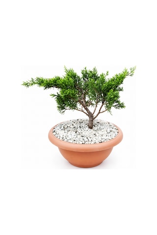 Bonsai Juniperus Ardıç 5 Yaşında