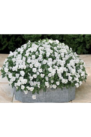 Viola Cornuta White Perfection Menekşe Çiçeği Tohumu 100 Tohum