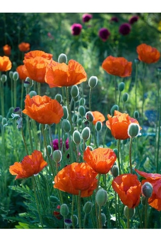 Turuncu Gelincik Çiçeği Tohumu Doğal 30 Tohum