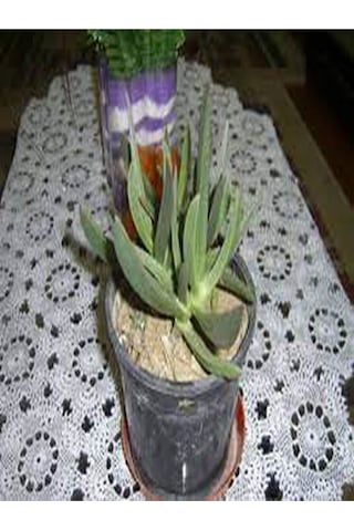 Yer Örtücü 45 Adet Mezarlık Çiçeği Kazayağı Bitkisi 10-25cm Saksılı Columbine Flower