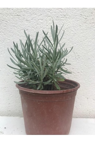 Yoğun Kokulu Aromatik Lavanta Fidanı