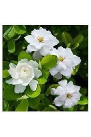 20 Adet Tohum Nadir Bulunan Beyaz Gardenya Çiçeği Tohumu Gardenya