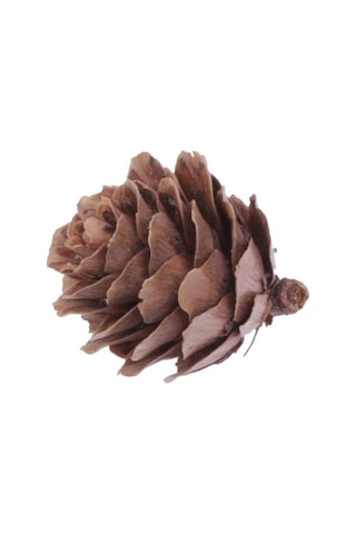 Naturel Kozalak 3x2 Cm 1/2 Kg 250'li Diğer