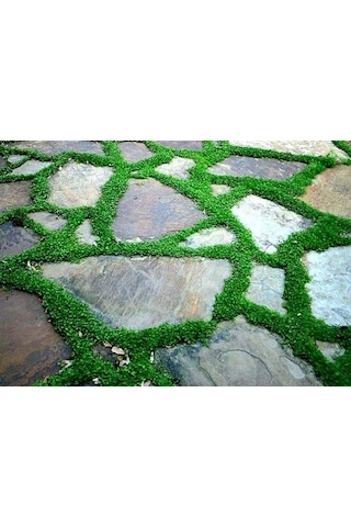 Dichondra Repens Fare Kulağı Tohumu 500+ Tohum