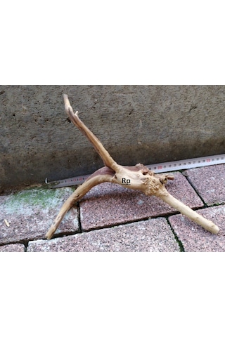 Doğal Akvaryum Dekoru Çöl Kütüğü Yati Kökü