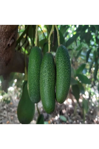 Bebek Avokado 3 Kg