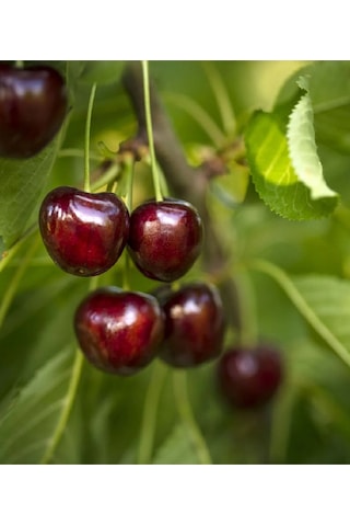 2 Adet Napolyon Kiraz Fidanı 3 Yaş