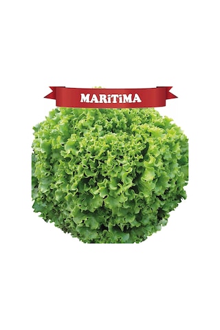 Maritima Kıvırcık Marul Tohumu Kaplı 100 Adet